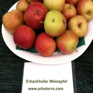 Erbachhofer Weinapfel - Apfelbaum – Alte Obstsorten Arboterra GmbH