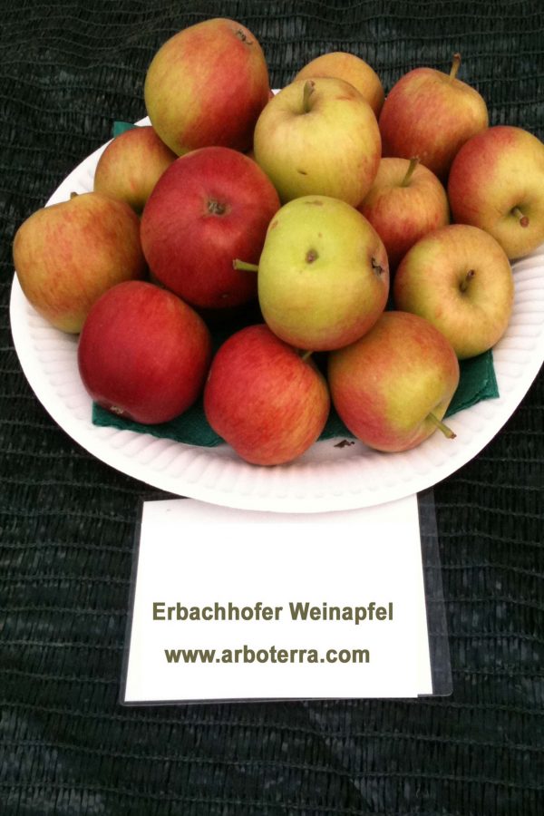 Erbachhofer Weinapfel - Apfelbaum – Alte Obstsorten Arboterra GmbH