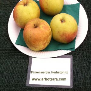 Finkenwerder Herbstprinz - Apfelbaum – Alte Obstsorten Arboterra GmbH