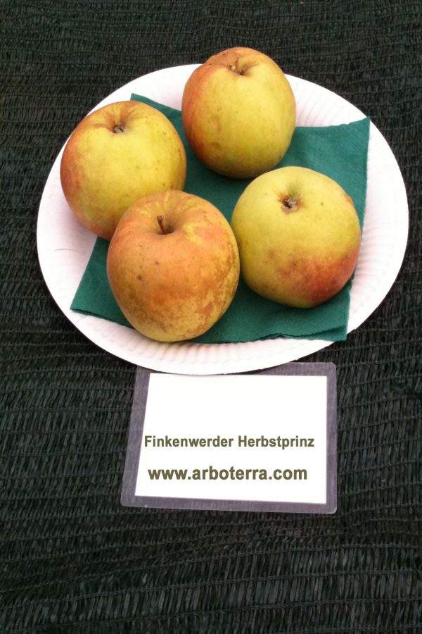 Finkenwerder Herbstprinz - Apfelbaum – Alte Obstsorten Arboterra GmbH