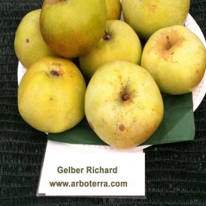 Gelber Richard - Apfelbaum – Alte Obstsorten Arboterra GmbH