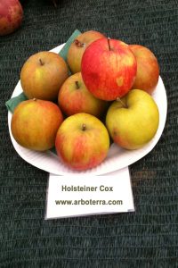 Alte Obstsorten Fruchtbilder Arboterra GmbH