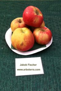 Alte Obstsorten Fruchtbilder Arboterra GmbH