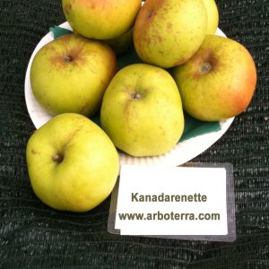 Kanadarenette - Apfelbaum – Alte Obstsorten Arboterra GmbH