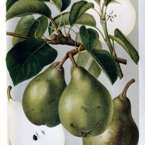 Neue Poiteau - Birnenbaum – Alte Obstsorten Arboterra GmbH
