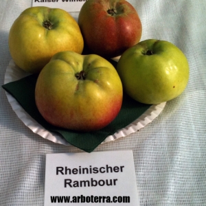 Rheinischer Winterrabour - Apfelbaum – Alte Obstsorten Arboterra GmbH