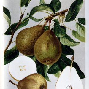 Madame Verte - Birnenbaum – Alte Obstsorten Arboterra GmbH