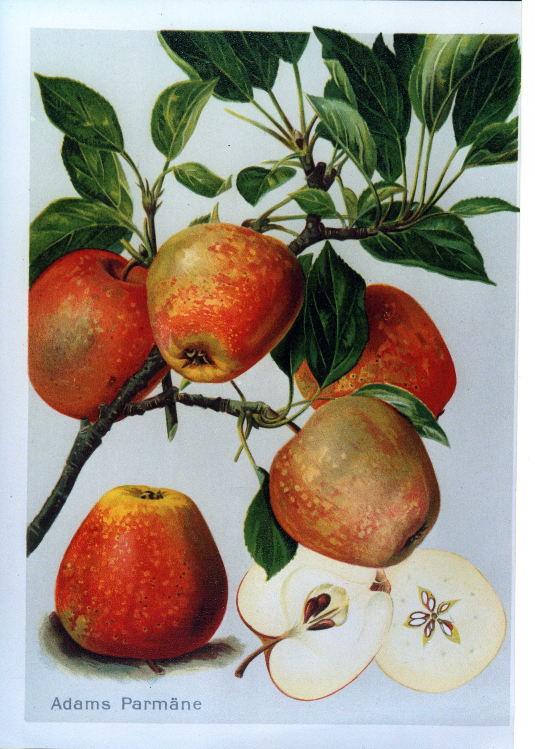 Adams Parmäne Arboterra GmbH Alte Obstsorten