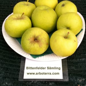 Bittenfelder Saemling - Apfelbaum – Alte Obstsorten Arboterra GmbH