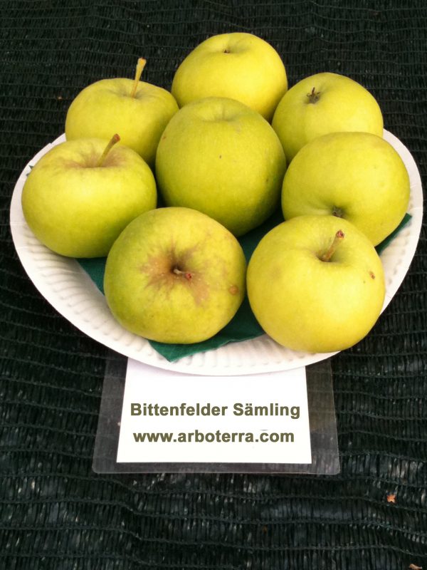 Bittenfelder Saemling - Apfelbaum – Alte Obstsorten Arboterra GmbH