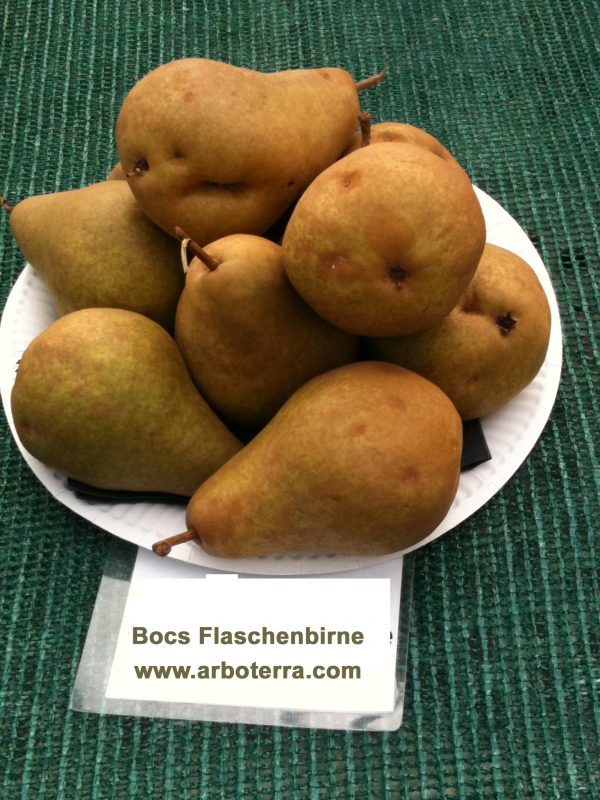 Boscs Flaschenbirne - Birnenbaum – Alte Obstsorten Arboterra GmbH