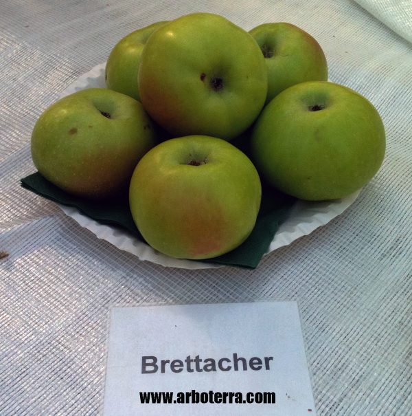 Brettacher - Apfelbaum – Alte Obstsorten Arboterra GmbH
