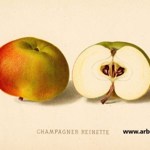 Champagnerrenette - Apfelbaum – Alte Obstsorten Arboterra GmbH