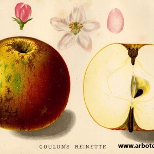 Coulons Renette - Apfelbaum – Alte Obstsorten Arboterra GmbH