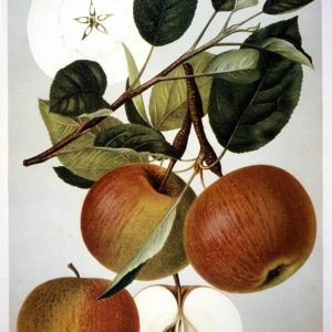 Kasseler Renette (wurzelnackt)