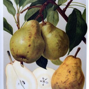 Jeanne d'Arc (wurzelnackt)