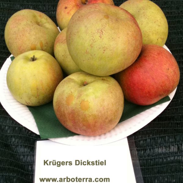 Kruegers Celler Dickstiel - Apfelbaum – Alte Obstsorten Arboterra GmbH