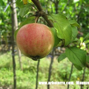 Maunzenapfel - Apfelbaum – Alte Obstsorten Arboterra GmbH