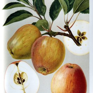 Nathusius Taubenapfel (wurzelnackt)