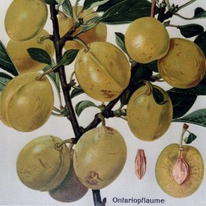 Ontariopflaume - Pflaumenbaum – Alte Obstsorten Arboterra GmbH