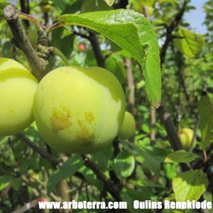 Oulins Reneklode Pflaumenbaum Alte Obstsorten-Arboterra Gmbh