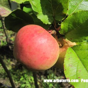 Pomm d Or - Apfelbaum – Alte Obstsorten Arboterra GmbH