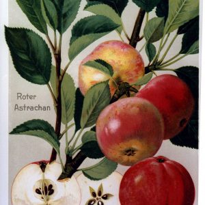 Roter Astrachan - Apfelbaum – Alte Obstsorten Arboterra GmbH