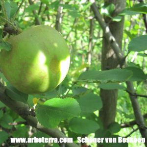 Schöner von Boskoop – Arboterra GmbH