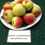 Schöner von Nordhausen – Arboterra GmbH