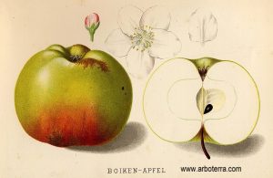 Boiken Apfel