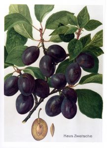 Hauszwetsche - Pflaumenbaum – Alte Obstsorten Arboterra GmbH