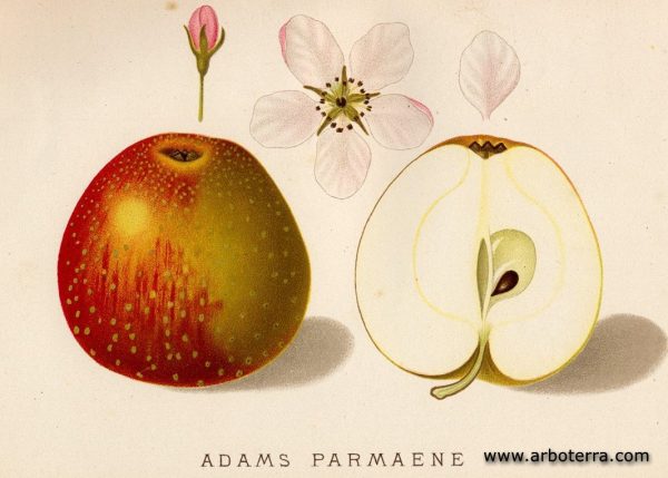 Adams Parmaene - Apfelbaum – Alte Obstsorten Arboterra GmbH