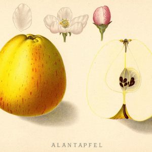 Alantapfel - Apfelbaum – Alte Obstsorten Arboterra GmbH