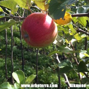 Alkmene - Apfelbaum – Alte Obstsorten Arboterra GmbH