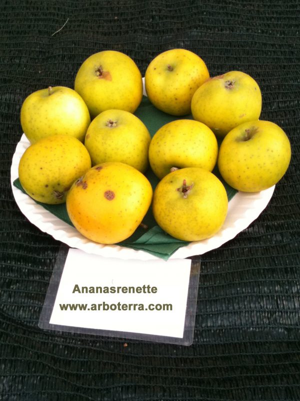 Ananasrenette - Apfelbaum – Alte Obstsorten Arboterra GmbH
