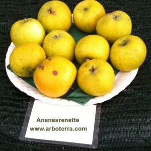 Ananasrenette - Apfelbaum – Alte Obstsorten Arboterra GmbH