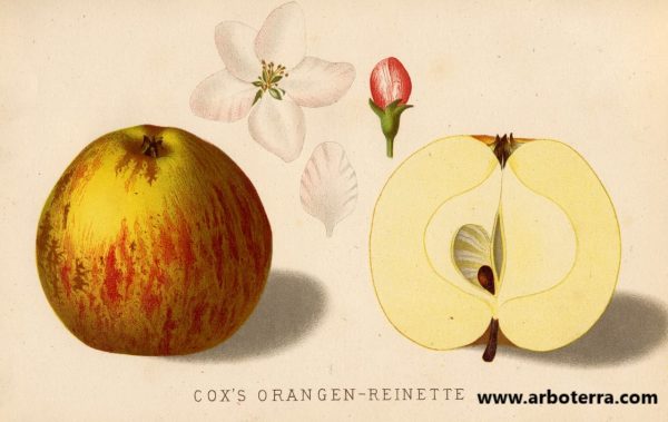 Cox Orangenrenette - Apfelbaum – Alte Obstsorten Arboterra GmbH