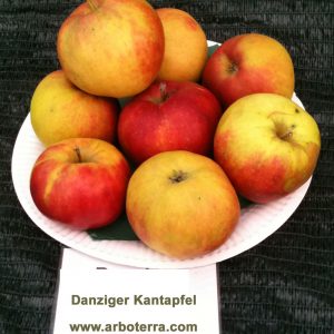 Danziger Kantapfel - Apfelbaum – Alte Obstsorten Arboterra GmbH