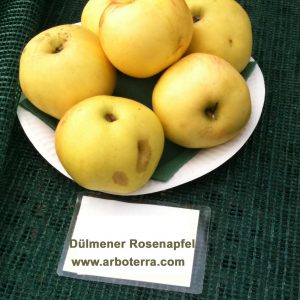 Duelmener Rosenapfel - Apfelbaum – Alte Obstsorten Arboterra GmbH
