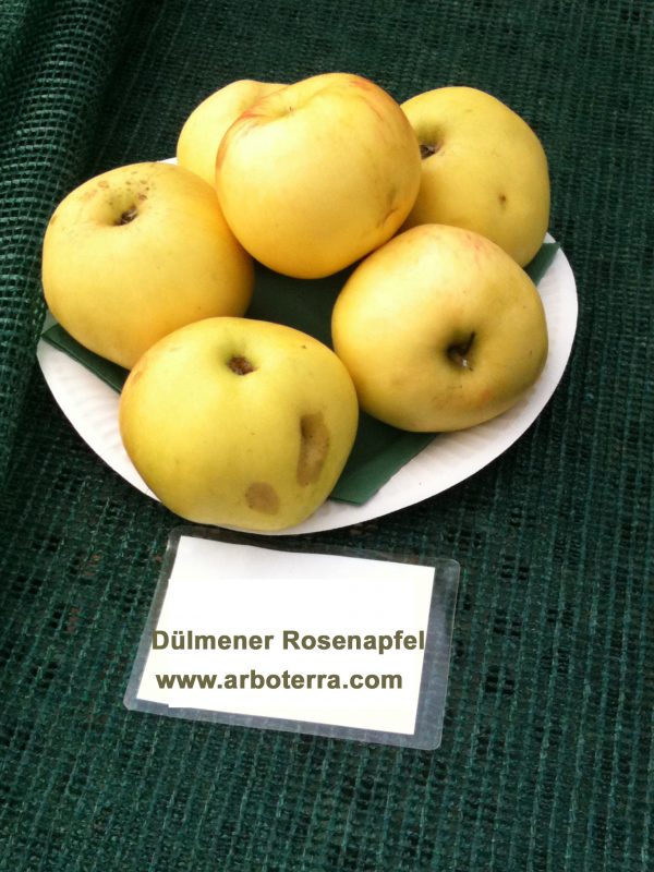 Duelmener Rosenapfel - Apfelbaum – Alte Obstsorten Arboterra GmbH
