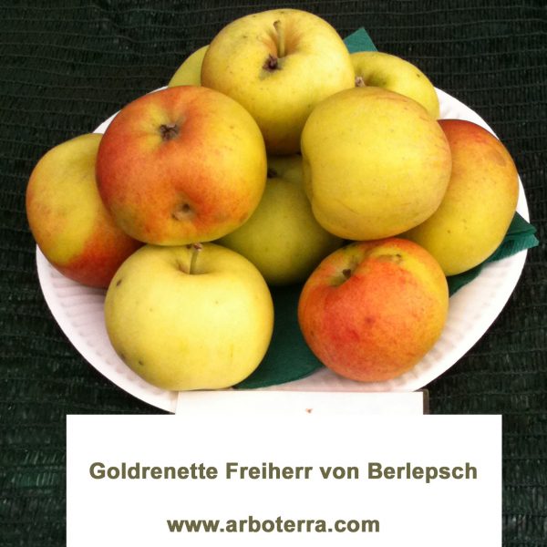 Goldrenette Freiherr von Berlepsch - Apfelbaum – Alte Obstsorten Arboterra GmbH