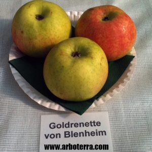 Goldrenette von Blenheim - Apfelbaum – Alte Obstsorten Arboterra GmbH