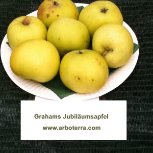 Grahams Jubilaeumsapfel - Apfelbaum – Alte Obstsorten Arboterra GmbH