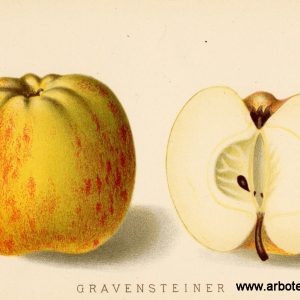 Gravensteiner - Apfelbaum – Alte Obstsorten Arboterra GmbH