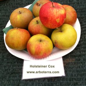 Holsteiner Cox - Apfelbaum – Alte Obstsorten Arboterra GmbH