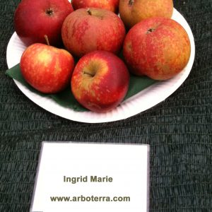Ingrid Marie - Apfelbaum – Alte Obstsorten Arboterra GmbH