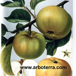Jakob Lebel - Apfelbaum – Alte Obstsorten Arboterra GmbH