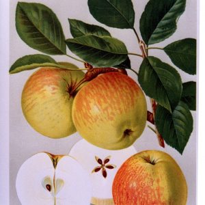 James Grieve - Apfelbaum – Alte Obstsorten Arboterra GmbH