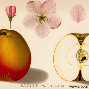 Kaiser Wilhelm - Apfelbaum – Alte Obstsorten Arboterra GmbH