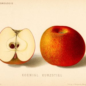 Koeniglicher Kurzstiel - Apfelbaum – Alte Obstsorten Arboterra GmbH